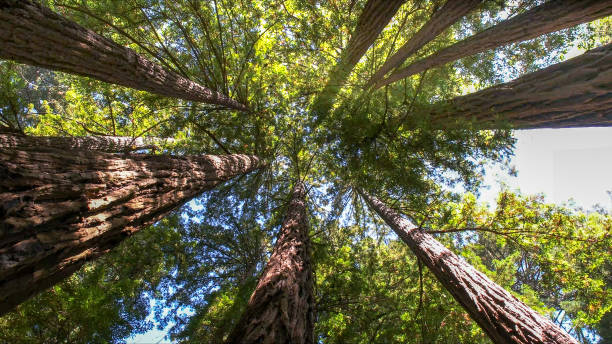 How Our Tree Care Process Works  in  Old Westbury, NY