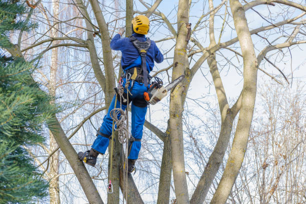 Old Westbury, NY Tree Services Company